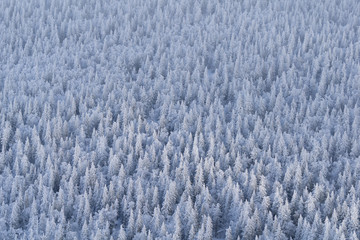 Ural White winter forest