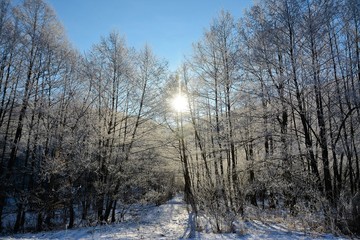 the sun among the branches of frozen trees