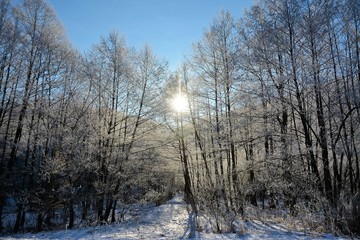 the sun among the branches of frozen trees