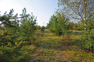 Droga biegnąca lasem