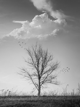 Dramatic black and white vertical photo of a barren lone tree on the autumn meadow and flock of birds flying away. Conceptual scene, dry and dead nature, silence and solitude emotion.