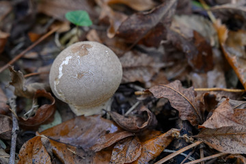 Champignon vesse de loup