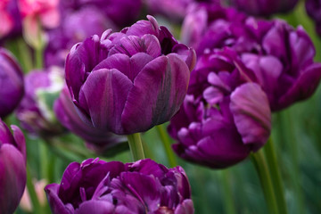 020-01-13 A PURPLE TULIP IN THE SKAGIT VALLEY