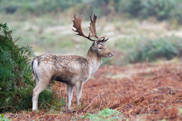 Fallow Deer Buck (dama dama) in bracken at the edge of a forest