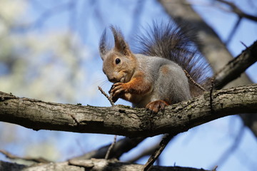 squirrel on a tree with a nut