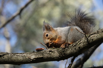 squirrel on a tree with a nut
