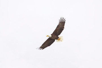 A bald eagle hunts over the Iowa River in downtown Iowa City on Monday, Jan. 13, 2019.