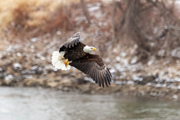 A bald eagle hunts over the Iowa River in downtown Iowa City on Monday, Jan. 13, 2019.