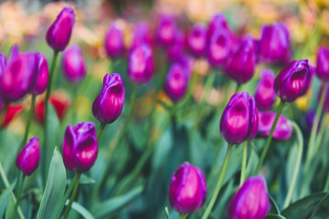 Bright purple tulip flowers background