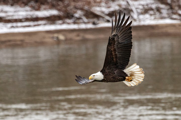 A bald eagle hunts over the Iowa River in downtown Iowa City on Monday, Jan. 13, 2019.