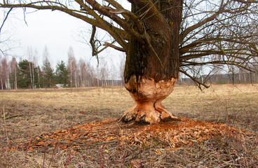 huge tree after being bitten by a wild forest beaver - obrazy, fototapety, plakaty