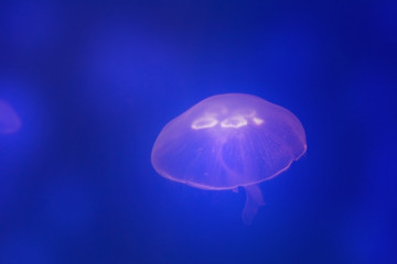 Beautiful white jellyfish in the water on blue background in aquarium