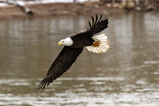A bald eagle hunts over the Iowa River in downtown Iowa City on Monday, Jan. 13, 2019.