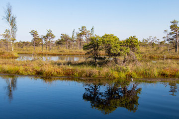 small pine trees on a lake in a swamp