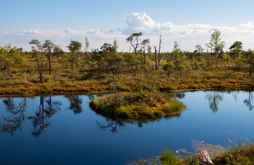 small pine trees on a lake in a marshland