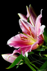 Lily, bunch of tropical flowers with white-pink petals and bright green leaves on black background, natural concept, closeup