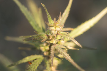 Closeup closeup of marijuana flowers in nature. Against the backdrop of the setting sun, in warm colors. Autumn landscape of medicinal mahiruana