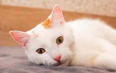 Fluffy white cat close-up. at home on the bed