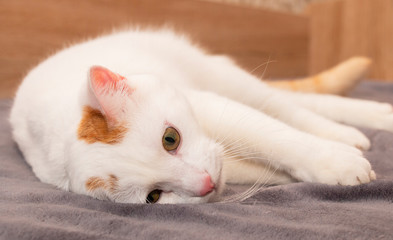 Fluffy white cat close-up. lying down