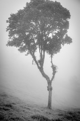 Silueta de un árbol  con neblina en el fondo en blanco y negro