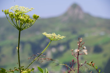 Faschina - Damüls - Mittagsspitze - Hahnenköpfle - Vorarlberg 