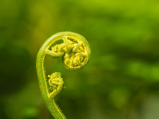 Goldgelber Wedel des Goldfarns (Pityrogramma sulphurea).