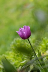 Tulipe mauve