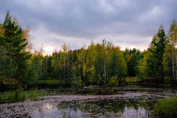 Fototapeta na wymiar Scenic forest swamp in autumn grove. Beautiful russian nature.