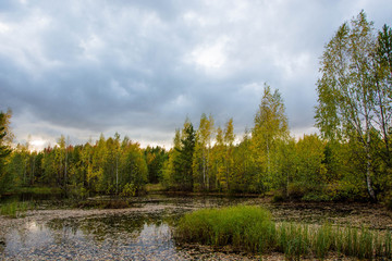 Scenic forest swamp in autumn grove. Beautiful russian nature.