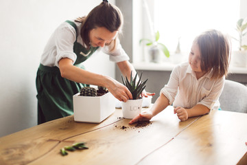 cute Caucasian girl woman in green apron with child daughter replanting, planting Haworthia succulent in pot. concept of education care home plants, planting, dirty and soil on wooden table
