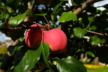 Red juicy apples on the branch. Fresh fruit. Close-up. Green leaves.