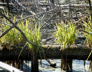 Zielona trawa na zwalonym pniu drzewa wśród mokradeł © Radosaw