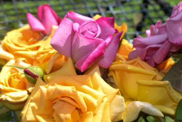 summer roses on wood background