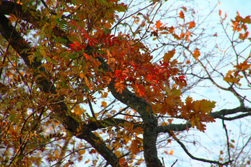 Picture showing how beautiful Swedish nature is