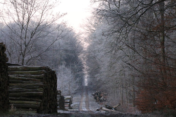 Paysage forestier d'hiver