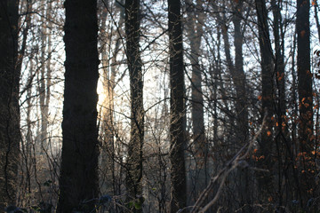 Lueur dans la for&ecirc;t