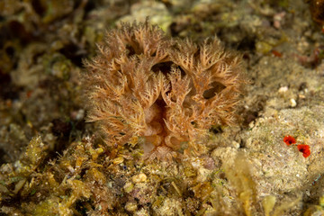 The most beautiful underwater snails of the Indian and Pacific Ocean