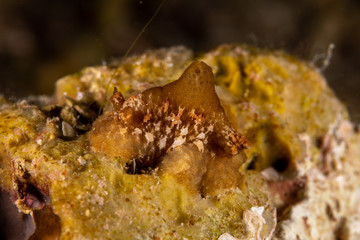 The most beautiful underwater snails of the Indian and Pacific Ocean