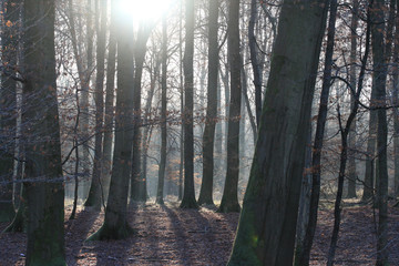 Naklejka premium Lever de soleil en forêt