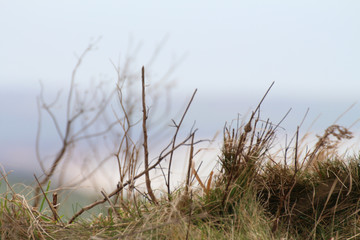 Sur la côte