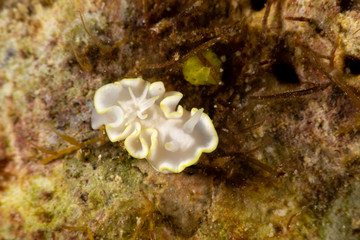 The most beautiful underwater snails of the Indian and Pacific Ocean
