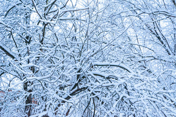 the bare branches of an old Apple tree are plentifully covered with snow after a snowfall