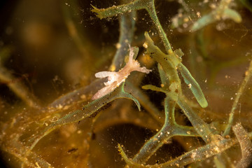 The most beautiful underwater snails of the Indian and Pacific Ocean