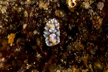 The most beautiful underwater snails of the Indian and Pacific Ocean