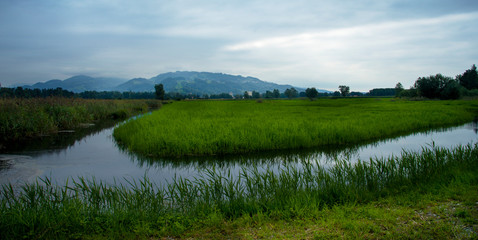 Rohrspitz - Rheindelta - Naturschutzgebiet 