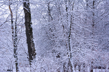 trees of different sizes are heavily covered with snow after a snowfall