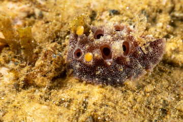 The most beautiful underwater snails of the Indian and Pacific Ocean