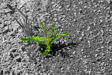 A strong plant that has made its way through the asphalt