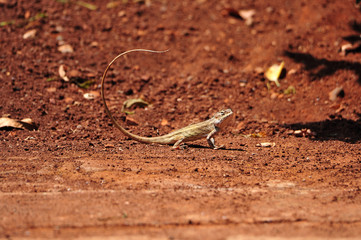 Four-legged brown chameleon with long circular tails running upwards on summer clay.