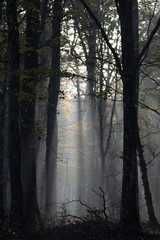 Paysage en for&ecirc;t
